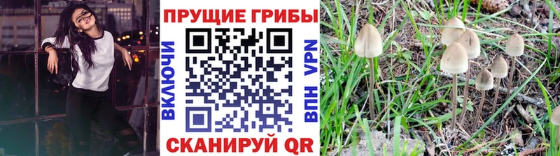 Псилоцибиновые грибы MAGIC MUSHROOMS  Купить где  Аркадак 